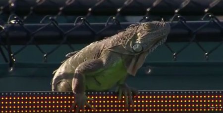 Теннисный матч в Майами прервали из-за выбежавшей на корт игуаны (Видео) - «Видео»