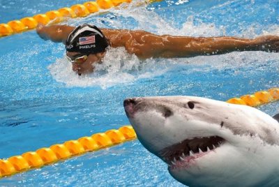 Майкл Фелпс проиграл заплыв на 100-метровке белой акуле - «ПЛАВАНИЕ»